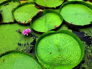 High angle view of lotus leaves floating on pond