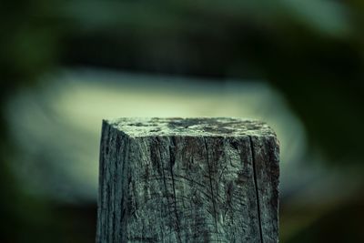 Close-up of wooden tree stump