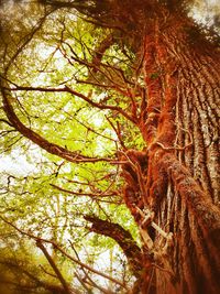 Low angle view of tree against sky