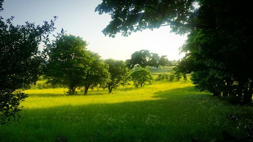 Trees on field against sky