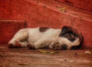 Close-up of cat sleeping
