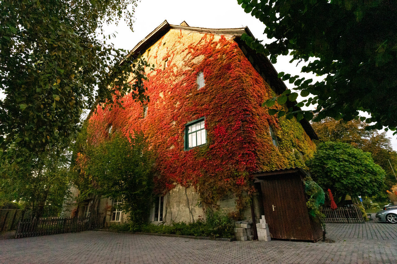 LOW ANGLE VIEW OF TREES AND HOUSE AGAINST SKY