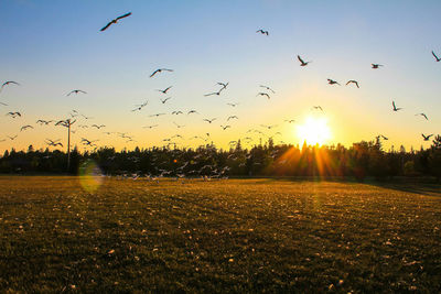 Birds flying above landscape at sunset