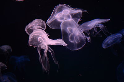 Close-up of jellyfish swimming in sea
