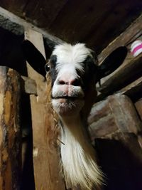 Close-up portrait of a goat