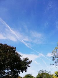 Low angle view of trees against blue sky