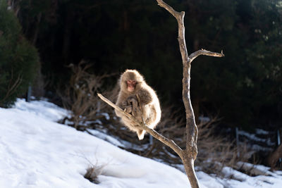 Monkey on snow covered land
