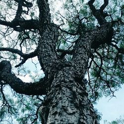 Low angle view of bare tree against sky