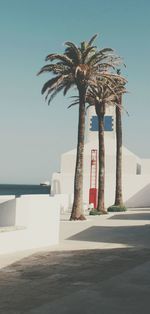 Low angle view of palm trees against clear sky