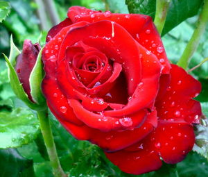 Close-up of red rose