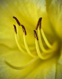 Close-up of beautiful yellow flower