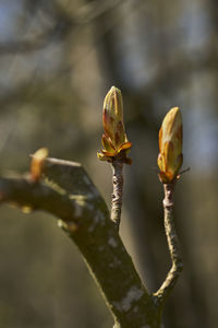 Close-up of plant