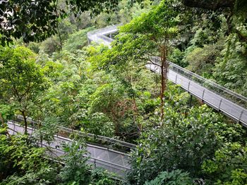 Trees growing outdoors