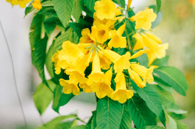 Close-up of yellow flowering plant