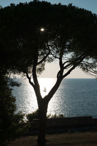 Silhouette tree by sea against sky during sunset