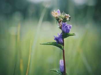 Close-up of purple flowers