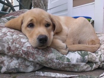 Portrait of a dog