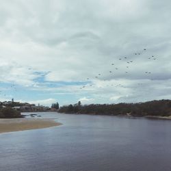 Bird flying over sea