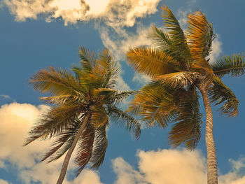 Low angle view of coconut palm tree against sky