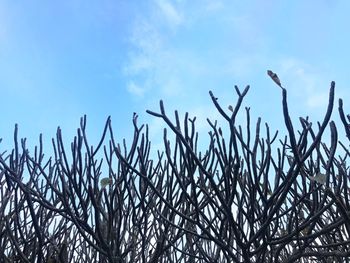 Low angle view of plants on snow field against sky