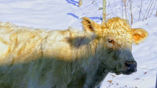 Close-up of cow on field during winter