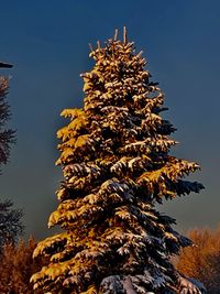 Low angle view of tree against sky