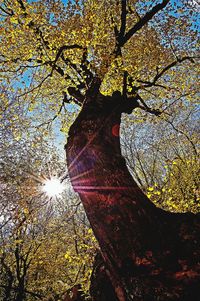 Low angle view of trees