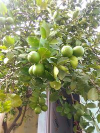 Low angle view of fruits hanging on tree