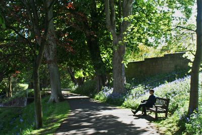 People walking on pathway along trees