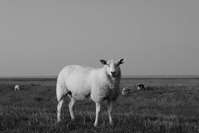 Sheep standing on field against clear sky