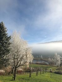 Trees on field against sky