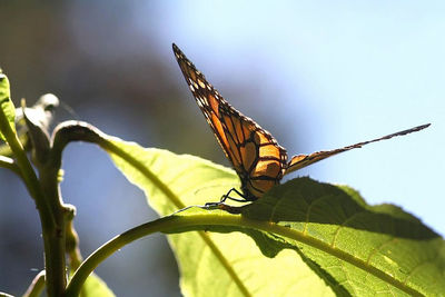 Close-up of butterfly on plant