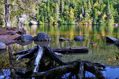 Scenic view of lake in forest