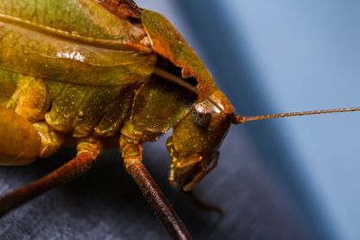 Close-up of insect