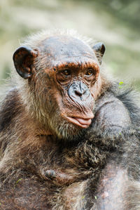 Close-up of chimpanzee looking away