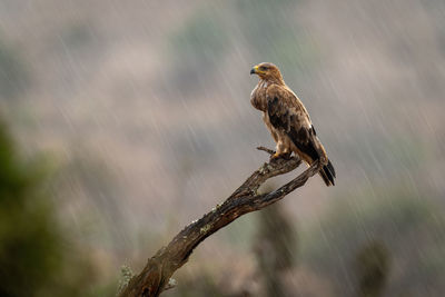 Tawny eagle on wet branch in profile