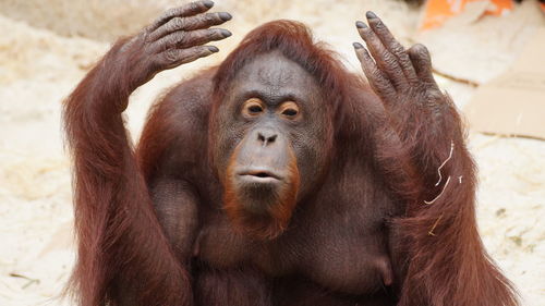 Close-up of monkey in zoo