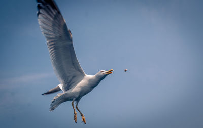 Low angle view of seagull flying against clear sky