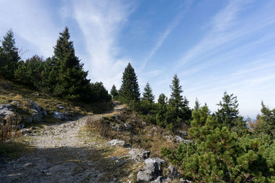 Trees on countryside landscape against blue sky