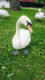 Swan swimming in lake