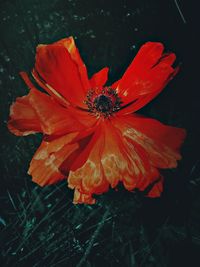 Close-up of red flower