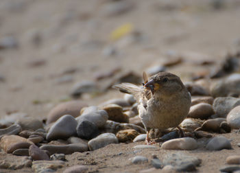 Close-up of bird on rock