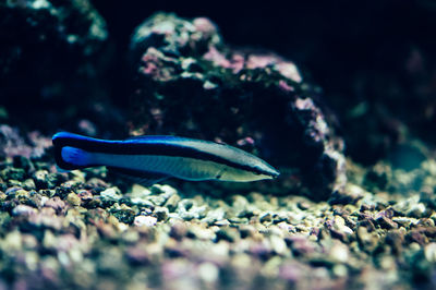 Close-up of fish swimming in sea