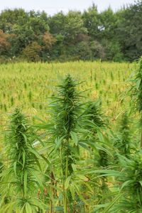 Crops growing on field