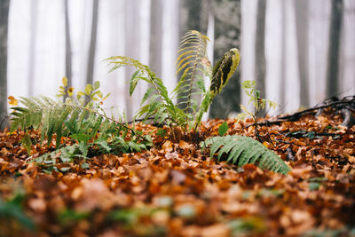 Close-up of plants growing in forest