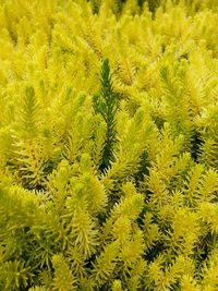 Full frame shot of yellow flowers