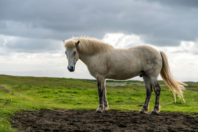 Horse standing in a field