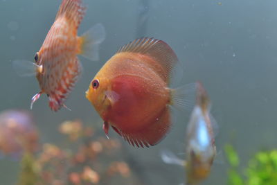 Close-up of fish swimming in sea