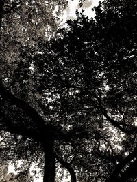 Low angle view of silhouette trees against sky