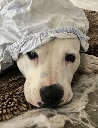 Close-up portrait of a dog